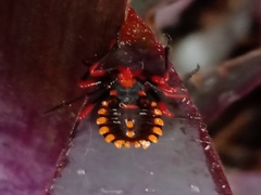 Spartocera