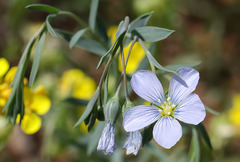 Linum pratense
