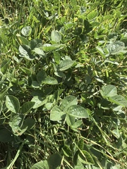 Bituminaria bituminosa