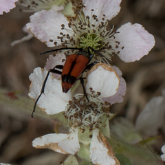 Stictoleptura cordigera