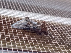 Ctenoplusia limbirena