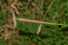 Carex phleoides