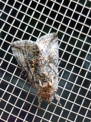 Ctenoplusia limbirena