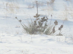 Yucca glauca