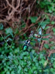 Ctenioschelus goryi