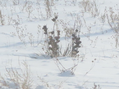 Yucca glauca