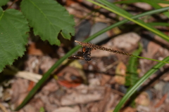 Elaphroptera
