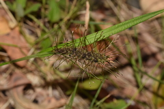 Carex erinacea