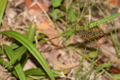 Carex erinacea