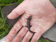 Oligosoma aeneum