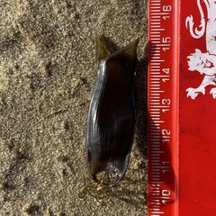 Scyliorhinus canicula