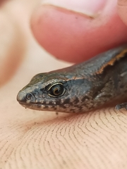 Oligosoma aeneum