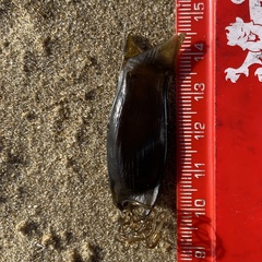 Scyliorhinus canicula