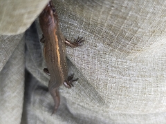 Oligosoma aeneum