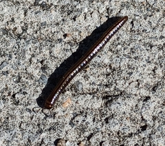 Brachyiulus