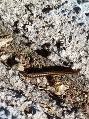 Brachyiulus