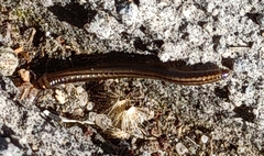 Brachyiulus