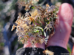Ericameria laricifolia
