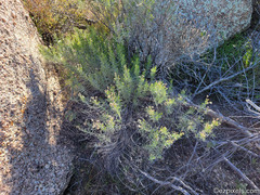 Ericameria laricifolia