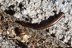 Brachyiulus