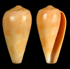Conus solangeae