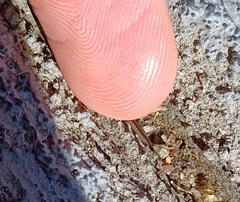Brachyiulus