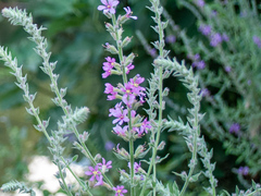 Lythrum salicaria
