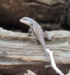 Leiocephalus stictigaster