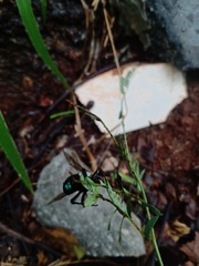 Ctenioschelus goryi