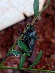 Ctenioschelus goryi
