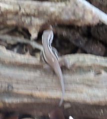 Leiocephalus stictigaster