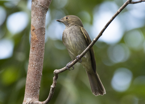 Pale-bellied Tyrant-Manakin