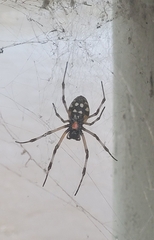Nephilingis cruentata