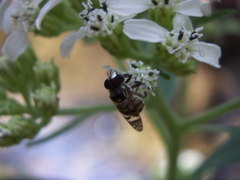 Copestylum tamaulipanum