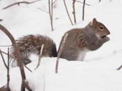 Sciurus carolinensis