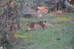Lynx pardinus