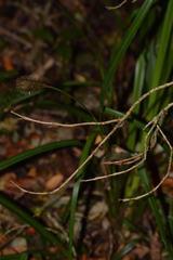 Carex multifaria