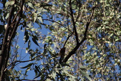 Icterus spurius