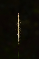 Carex erinacea