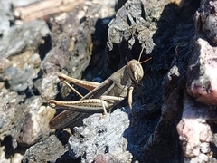 Schistocerca pallens