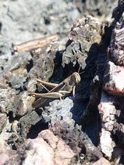 Schistocerca pallens