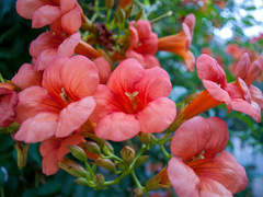 Campsis