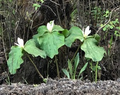 Trillium albidum