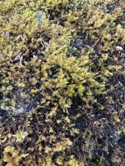 Racomitrium elongatum