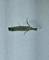 Culladia cuneiferellus