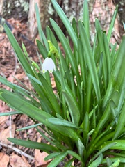 Leucojum