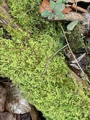 Callicladium imponens