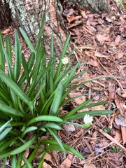 Leucojum