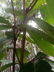 Semialarium mexicanum