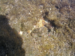 Parablennius parvicornis